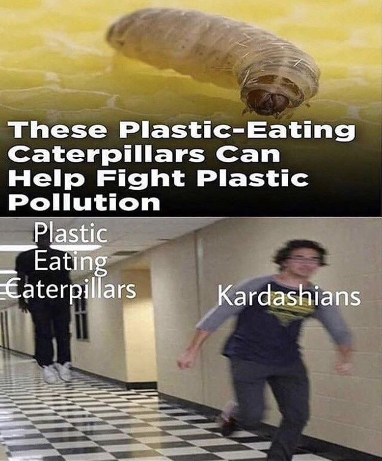 plastic eating caterpillars meme - These PlasticEating Caterpillars Can Help Fight Plastic Pollution Plastic Eating Caterpillars Kardashians