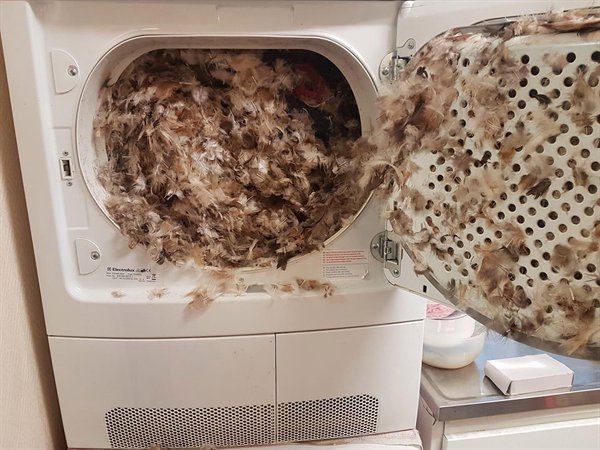 Pillow in the dryer.”