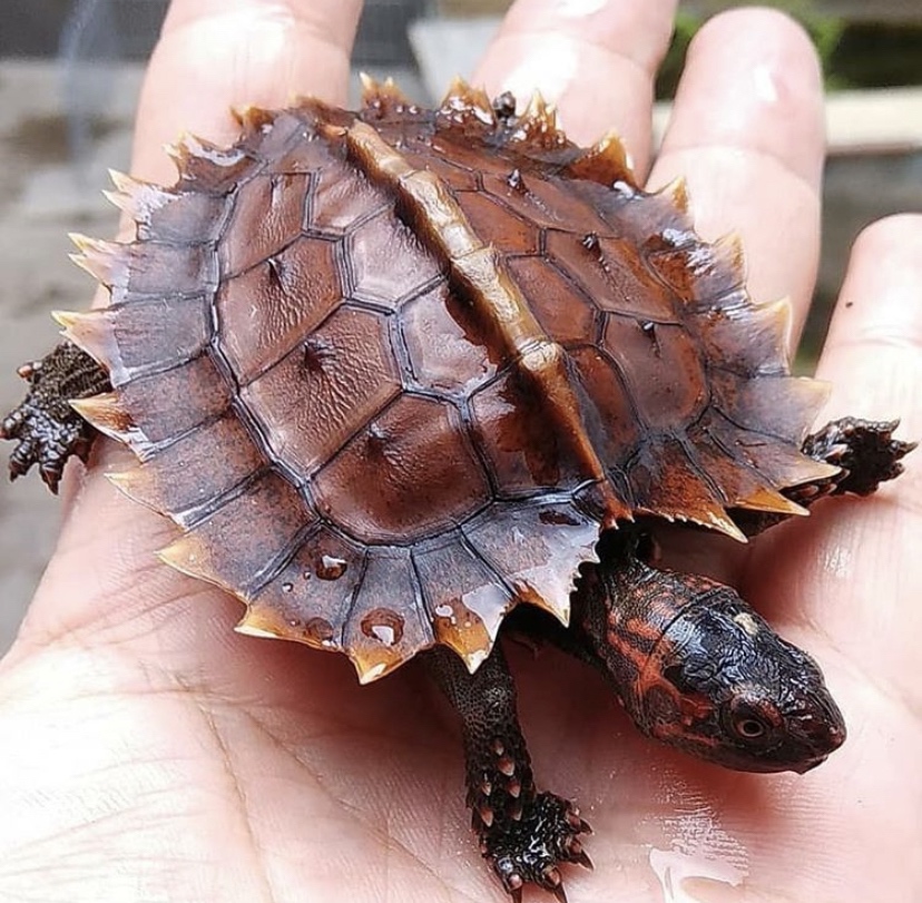 Spiny turtle