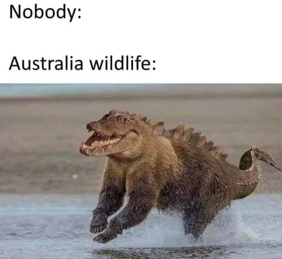 australia meme - Nobody Australia wildlife