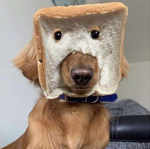 bread dog meme