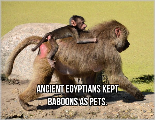 Ancient Egyptians Kept Baboons As Pets.
