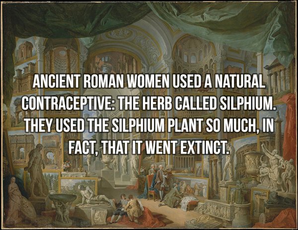 ancient rome giovanni paolo panini - Ancient Roman Women Used A Natural Contraceptive The Herb Called Silphium. They Used The Silphium Plant So Much, In Fact, That It Went Extinct.