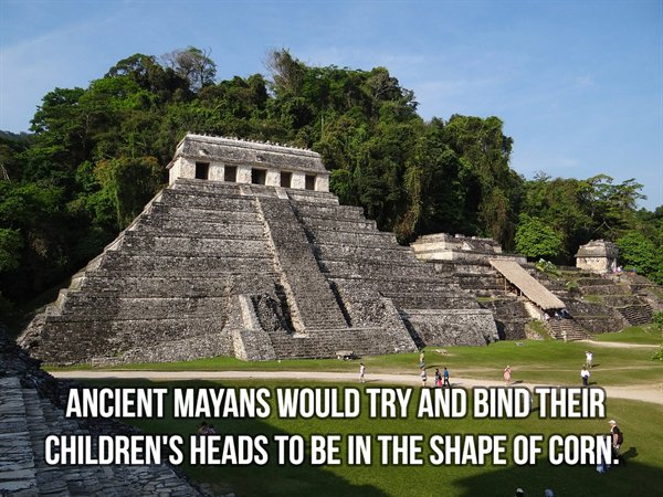 Ancient Mayans Would Try And Bind Their Children'S Heads To Be In The Shape Of Corn.