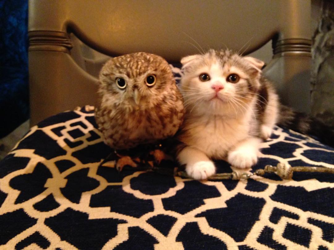 owls cats