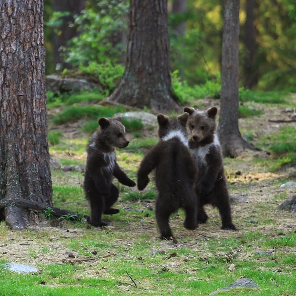 three bear cubs