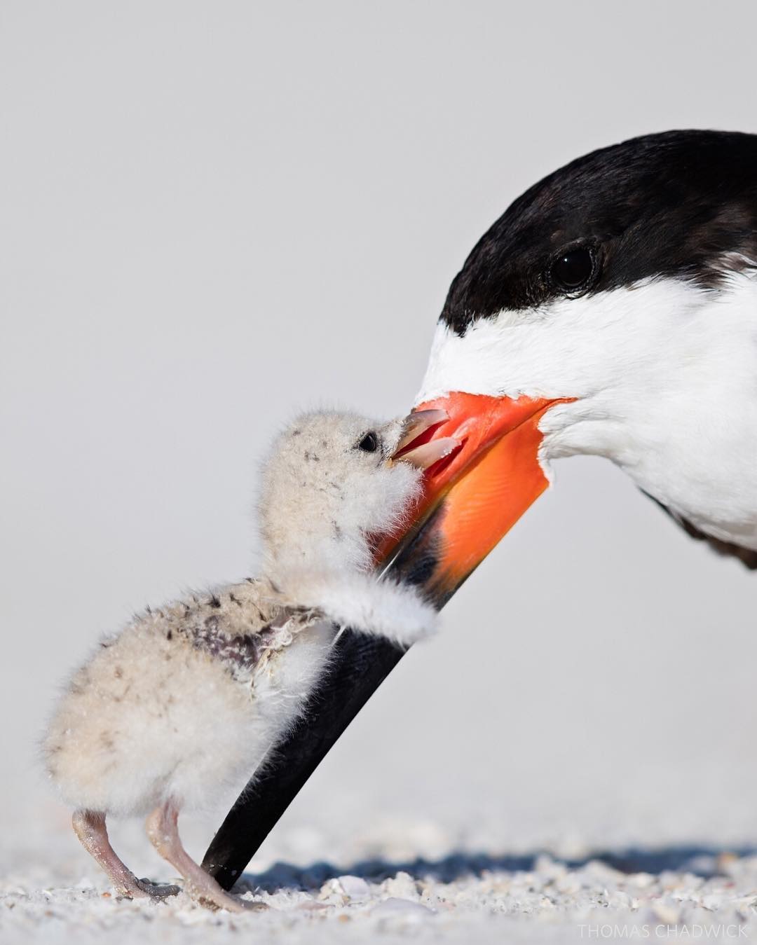 smithsonian photo contest 2018 - Thomas Chadwick