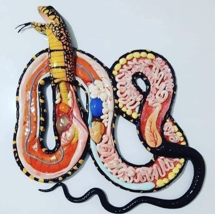 anatomy of a snake