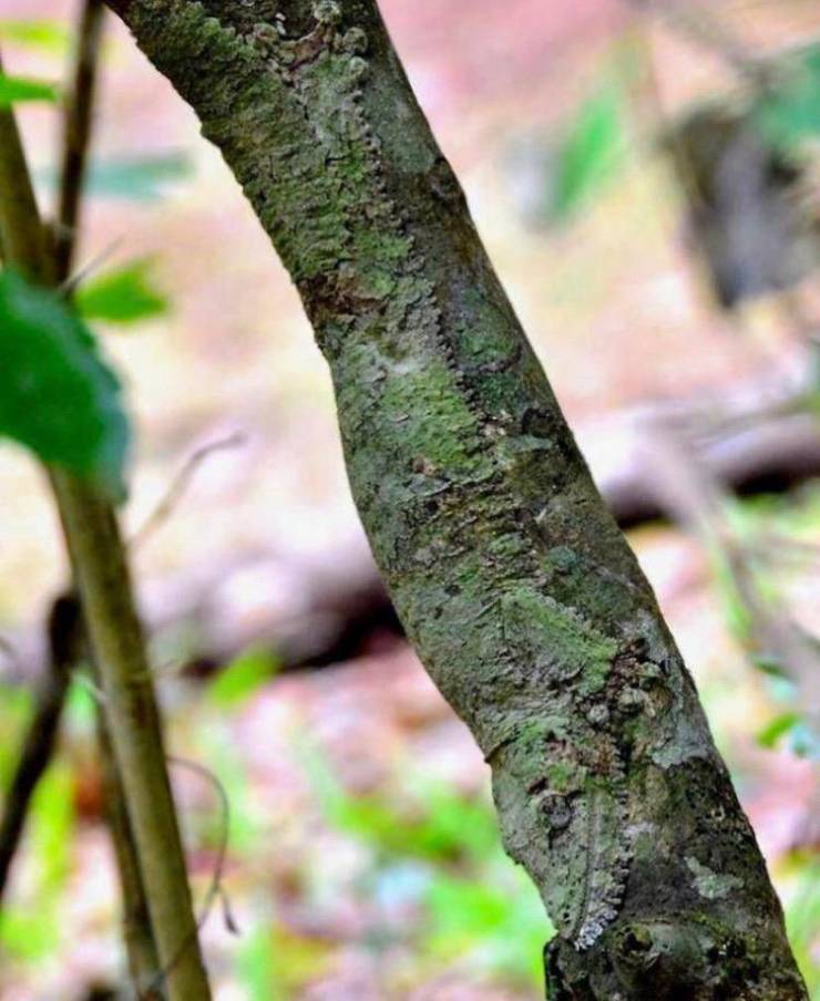 mossy leaf tailed gecko camouflage