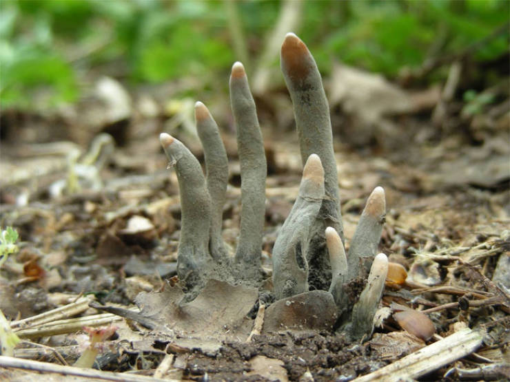 dead man's fingers mushroom