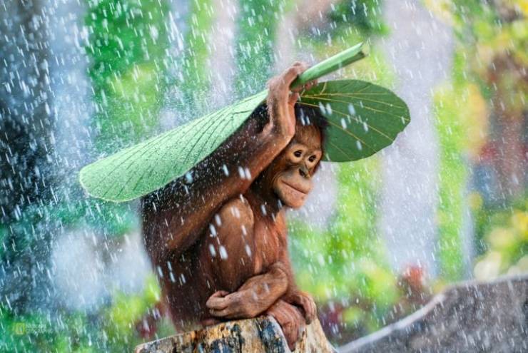 orangutan in the rain