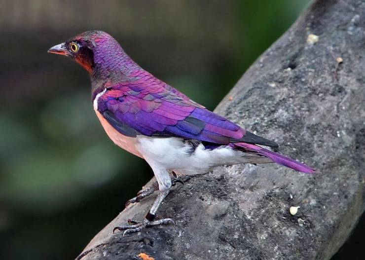 A violet starling.