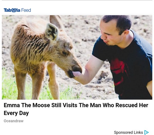 Moose - Tabla Feed Emma The Moose Still Visits The Man Who Rescued Her Every Day Oceandraw Sponsored Links D