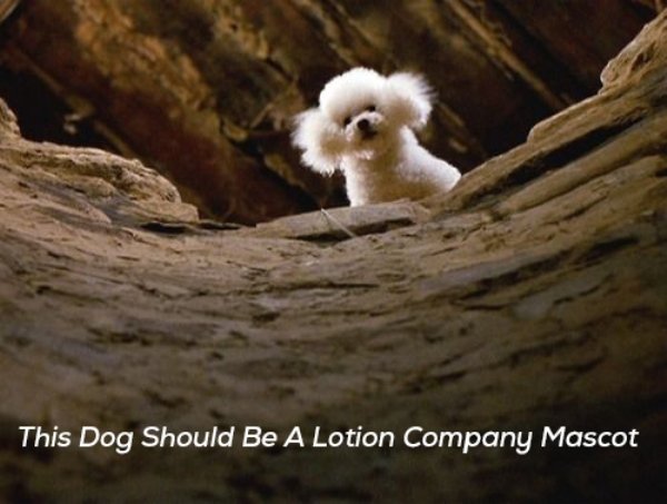 precious silence of the lambs - This Dog Should Be A Lotion Company Mascot
