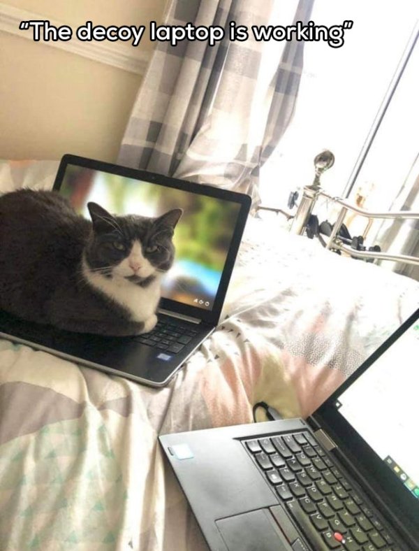 second laptop for cat - "The decoy laptop is working