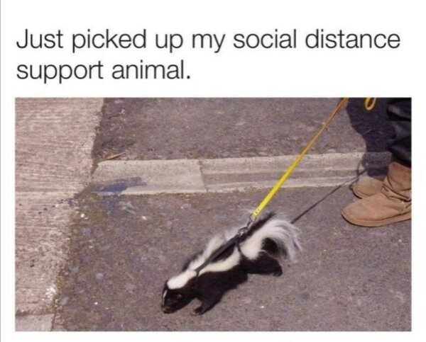 skunk social distancing service animal - Just picked up my social distance support animal.