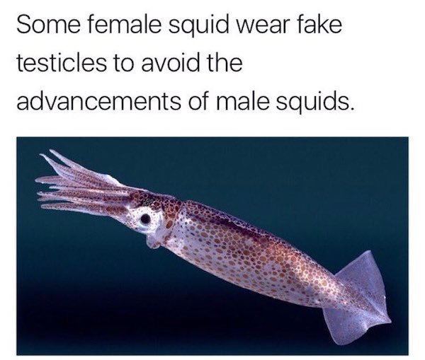 small squids - Some female squid wear fake testicles to avoid the advancements of male squids.