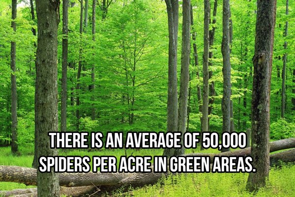 nature - There Is An Average Of 50,000 Spiders Per Acre In Green Areas.