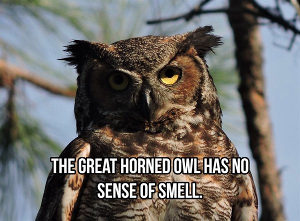 The Great Horned Owl Has No Sense Of Smell