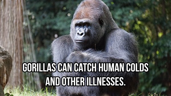 oldham county - Gorillas Can Catch Human Colds And Other Illnesses. W