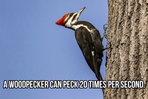 woodpecker deterrent - A Woodpecker Can Peck 20 Times Per Second.