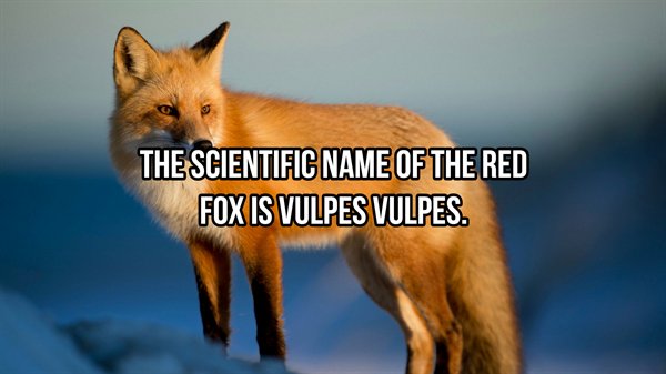 fox - The Scientific Name Of The Red Fox Is Vulpes Vulpes.