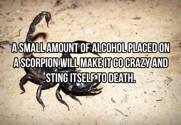 20 Cool Facts About Animals. - Wow Gallery