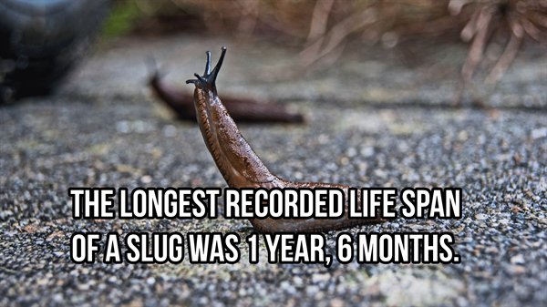 slug s - The Longest Recorded Life Span Of A Slug Was 1 Year, 6 Months.