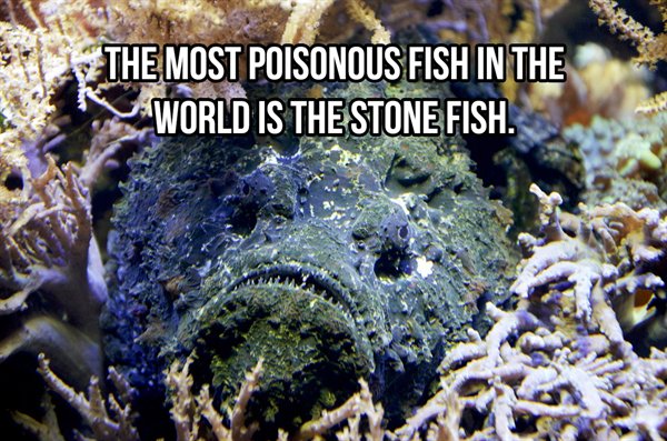 The Most Poisonous Fish In The World Is The Stone Fish.