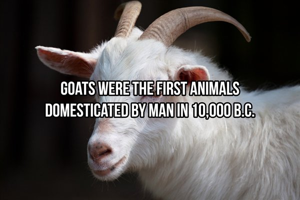 ronaldo goat - Goats Were The First Animals Domesticated By Man In 10,000 B.C.