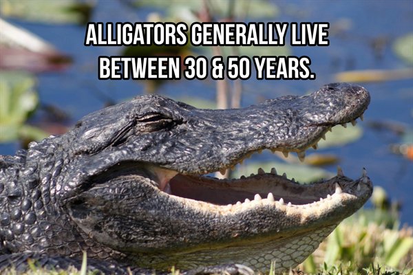 american alligator - Alligators Generally Live Between 30 & 50 Years. M