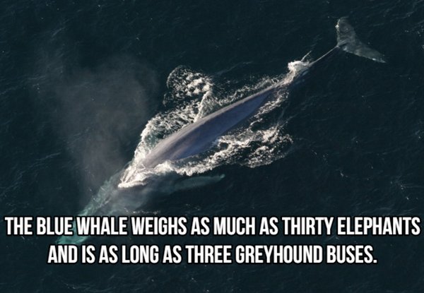 balaenoptera musculus - The Blue Whale Weighs As Much As Thirty Elephants And Is As Long As Three Greyhound Buses.