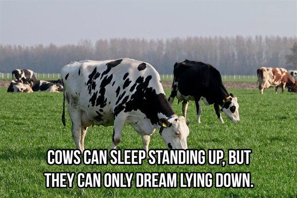 Cows Can Sleep Standing Up, But They Can Only Dream Lying Down.