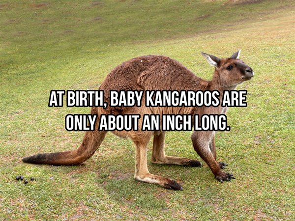 Kangaroo - At Birth, Baby Kangaroos Are Only About An Inch Long.