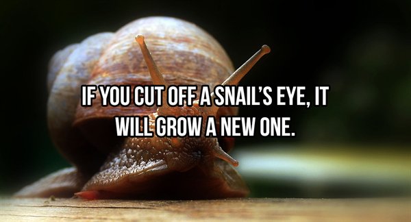If You Cut Off A Snail'S Eye, It Will Grow A New One.
