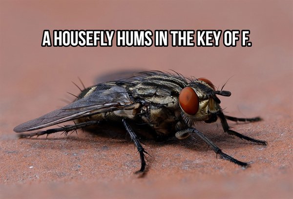 horse fly singapore - A Housefly Hums In The Key Of F.