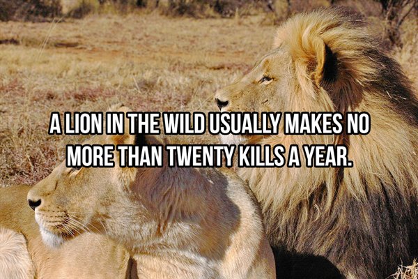 Alion In The Wild Usually Makes No More Than Twenty Kills A Year.
