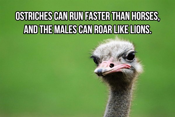 ostrich's eye - Ostriches Can Run Faster Than Horses, And The Males Can Roar Lions.