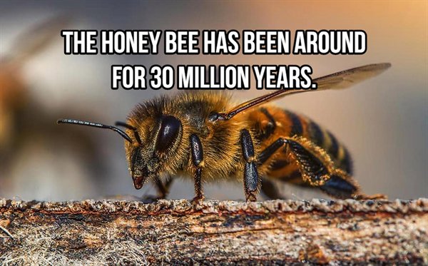 honey bee - The Honey Bee Has Been Around For 30 Million Years.