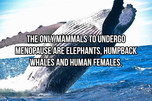 The Only Mammals To Undergo Menopause Are Elephants, Humpback Whales And Human Females.
