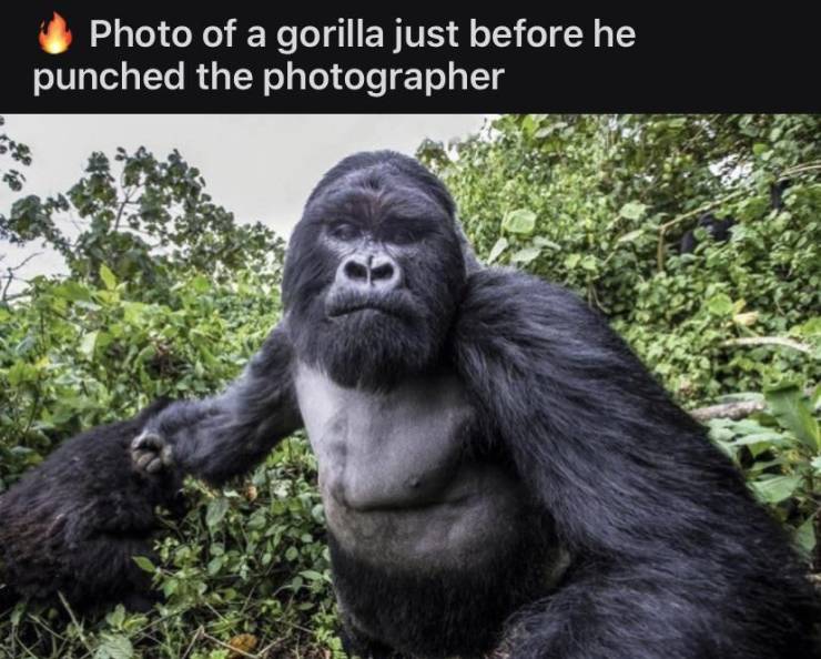 gorilla punching photographer - Photo of a gorilla just before he punched the photographer