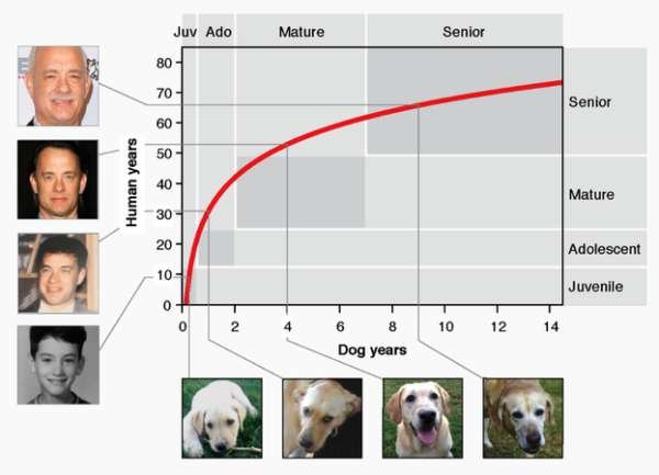 dogs age - Juv Ado Mature Senior 80 70 Senior 60 50 Human years 40 Mature 30 20 Adolescent 10 Juvenile 0 2 10 12 14 6 8 Dog years