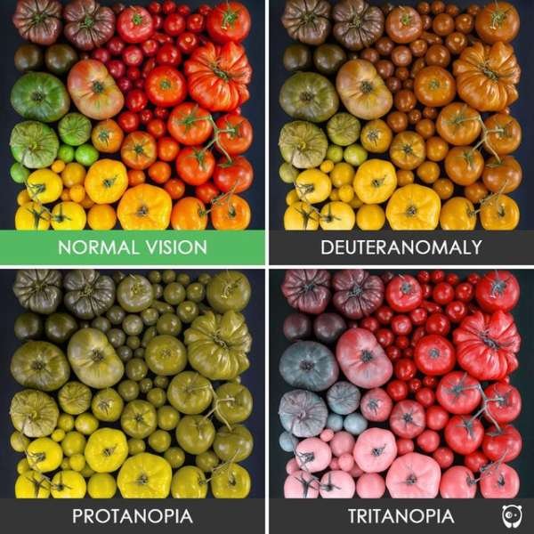 color blind see - Normal Vision Deuteranomaly Protanopia Tritanopia