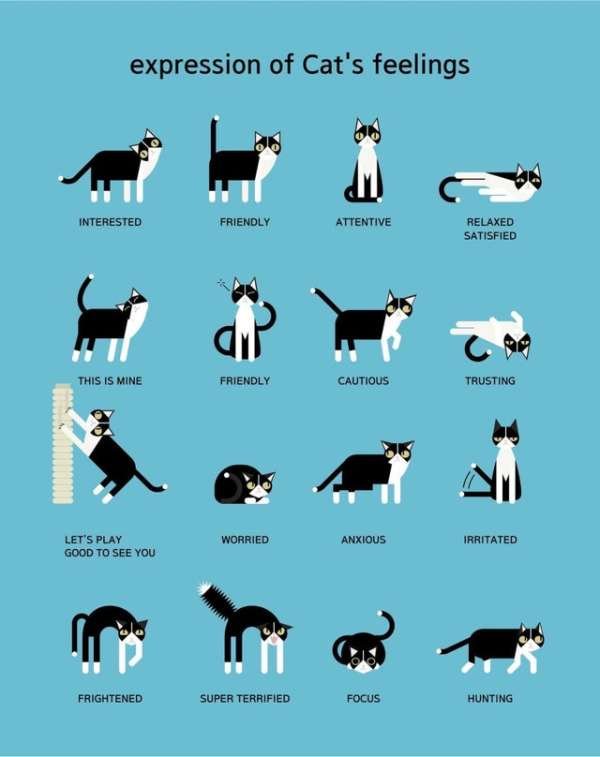 cat body language meaning - expression of Cat's feelings Interested Friendly Attentive Relaxed Satisfied an This Is Mine Friendly Cautious Trusting Let'S Play Good To See You Worried Anxious Irritated Frightened Super Terrified Focus Hunting
