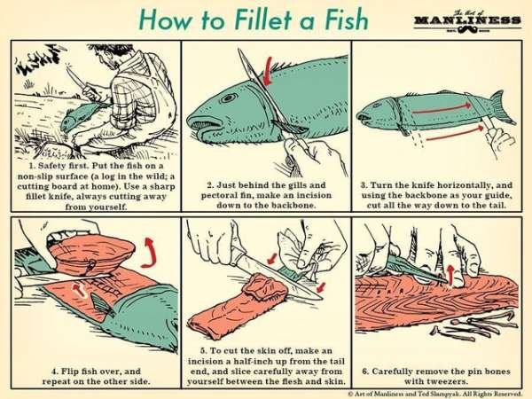 fillet a fish - How to Fillet a Fish Manliness twin 1. Safety first. Put the fish on a nonslip surface a log in the wild a cutting board at home. Use a sharp Allet knife, always cutting away from yourselt. 2. Just behind the gills and pectoral 1n, make an