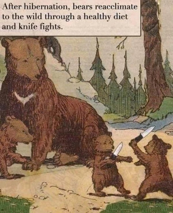 knife fight meme - After hibernation, bears reacclimate to the wild through a healthy diet and knife fights.