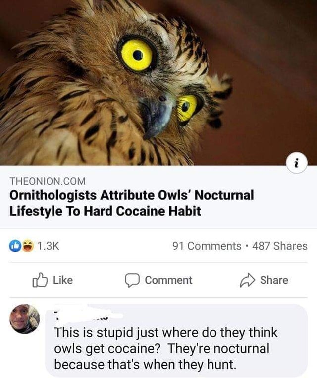 Ornithologists Attribute Owls' Nocturnal Lifestyle To Hard Cocaine Habit 91 - This is stupid just where do they think owls get cocaine? They're nocturnal because that's when they hunt.