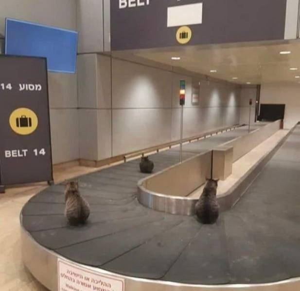 ben gurion airport cats - 14 Belt 14 Cuma Ww