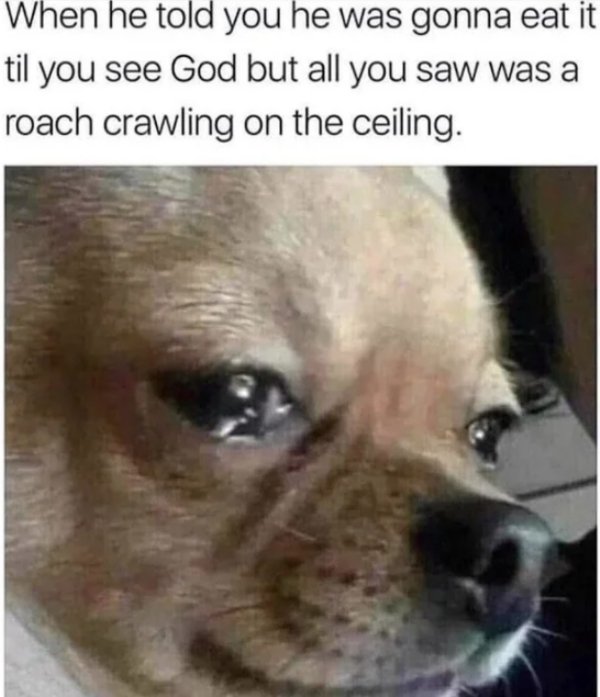 sex memes - crying dog meme - When he told you he was gonna eat it til you see God but all you saw was a roach crawling on the ceiling.