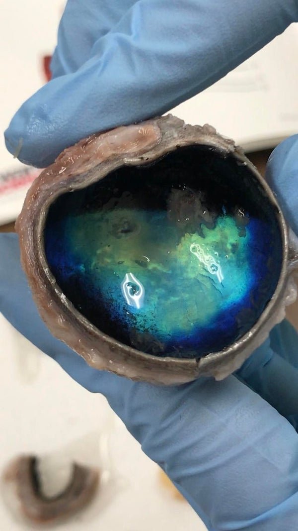 The tapetum of a cow’s eye.